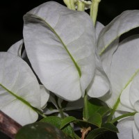 Bougainvillea spectabilis Willd.